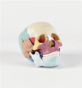 Crâne humain taille réelle avec os colorés